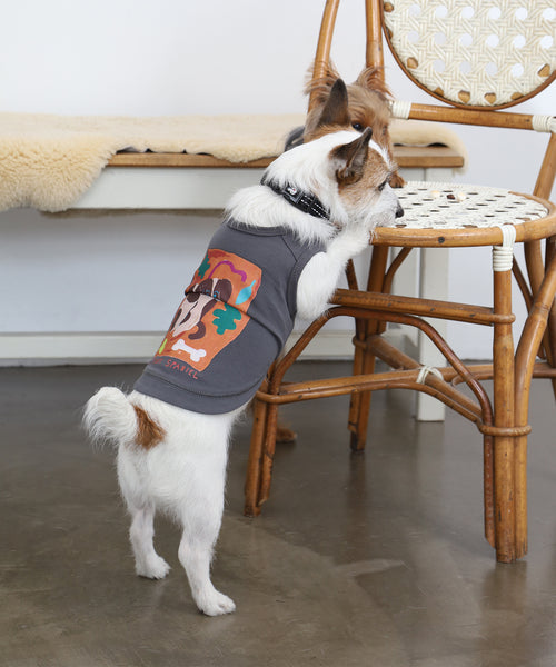 布列塔尼猎犬短背心为狗