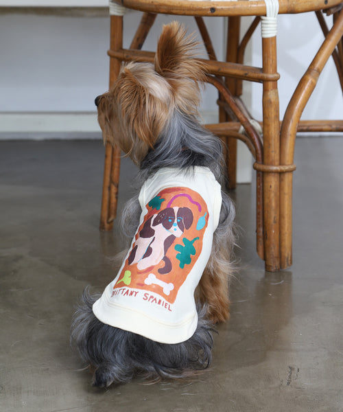 布列塔尼猎犬短背心为狗