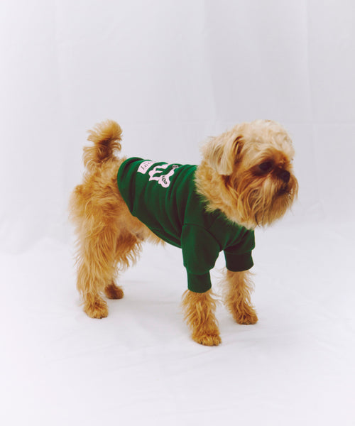 布列塔尼猎犬短背心为狗