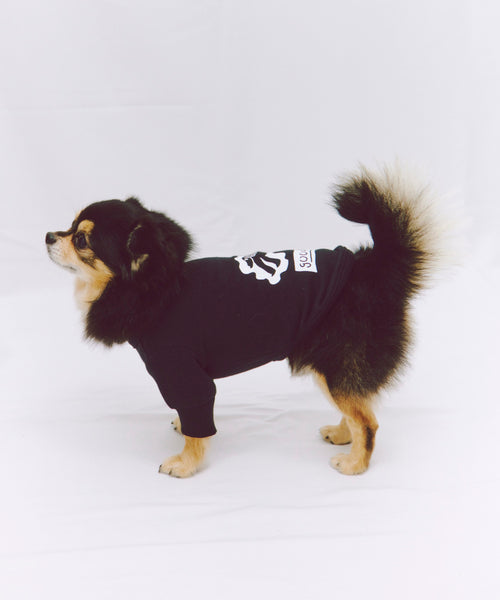 布列塔尼猎犬短背心为狗