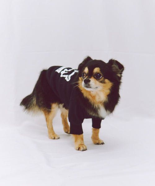 布列塔尼猎犬短背心为狗