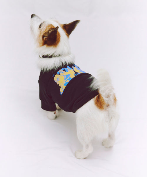 布列塔尼猎犬短背心为狗