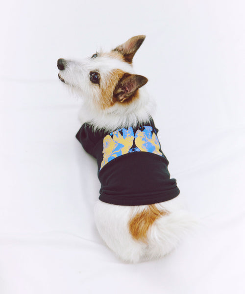 布列塔尼猎犬短背心为狗