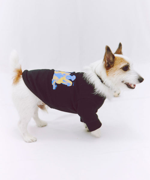 布列塔尼猎犬短背心为狗
