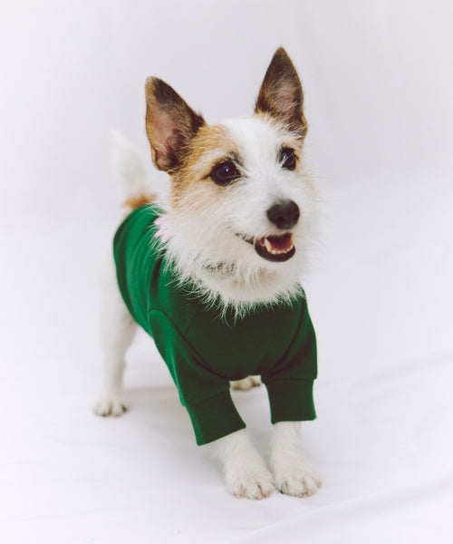 布列塔尼猎犬短背心为狗