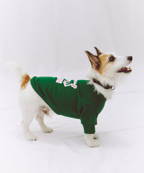 布列塔尼猎犬短背心为狗