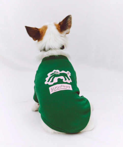 布列塔尼猎犬短背心为狗