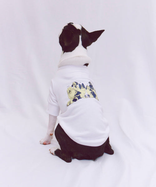 布列塔尼猎犬短背心为狗