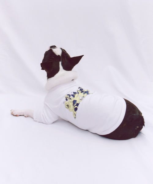 布列塔尼猎犬短背心为狗