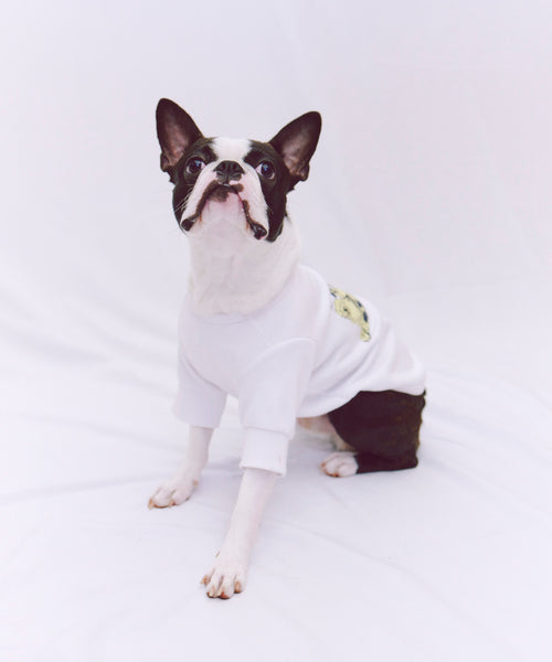 布列塔尼猎犬短背心为狗