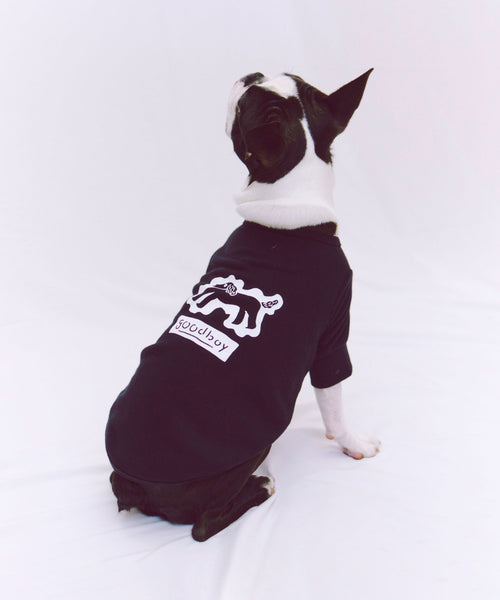 布列塔尼猎犬短背心为狗