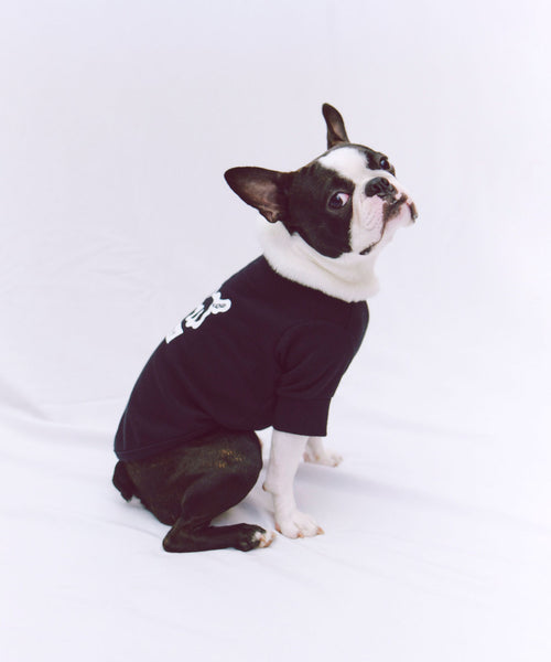 Playing Dog Sweat 愛犬用 ブラック 座ったボストンテリアの横からの着用写真
