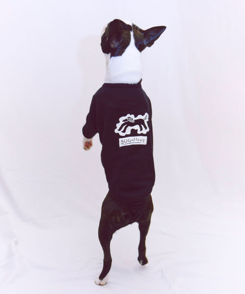 Playing Dog Sweat 愛犬用 ブラック 立ったボストンテリアの背面からの着用写真