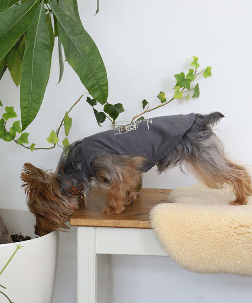 スミクロのRinTinTin犬用タンクトップを着たヨークシャテリアを上から撮った着用イメージ