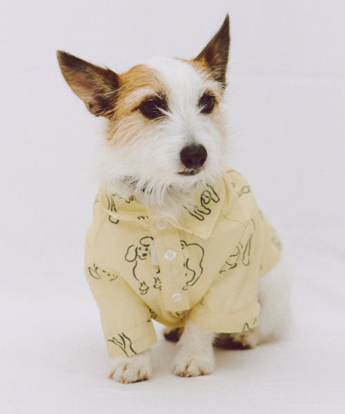 Various dogs 犬用シャツを着た白と茶の小型犬